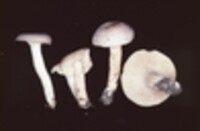 Lactarius glyciosmus image