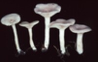 Lactarius glyciosmus image