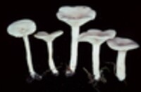 Lactarius glyciosmus image