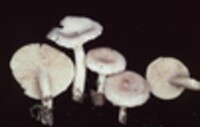 Lactarius glyciosmus image