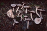 Lactarius glyciosmus image