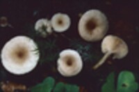 Lactarius griseus image