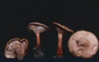 Lactarius hepaticus image