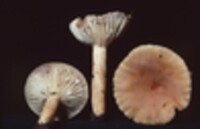 Lactarius hygrophoroides image