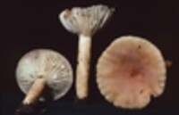 Lactarius hygrophoroides image