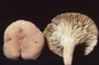 Lactarius hygrophoroides image