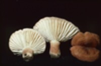 Lactarius hygrophoroides image