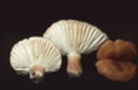 Lactarius hygrophoroides image