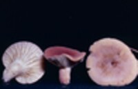 Lactarius hygrophoroides image