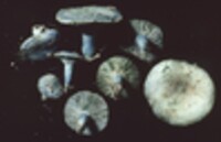 Lactarius indigo var. diminutivus image