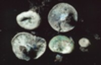 Lactarius indigo var. diminutivus image