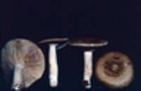 Lactarius imperceptus image