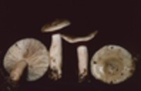 Lactarius imperceptus image