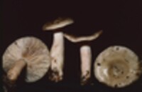 Lactarius imperceptus image