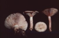 Lactarius imperceptus image