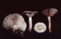 Lactarius imperceptus image