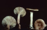 Lactarius imperceptus image