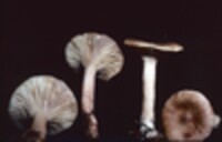 Lactarius imperceptus image