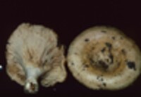 Lactarius pseudodelicatus image