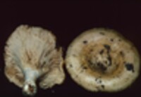 Lactarius pseudodelicatus image