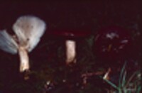 Lactarius kauffmanii var. kauffmanii image