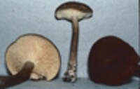 Lactarius lignyotus var. canadensis image