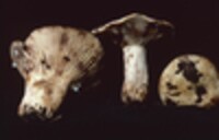 Lactarius luteolus image