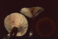 Lactarius lignyotus image