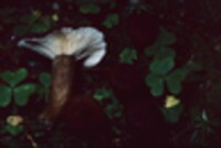 Lactarius lignyotus var. lignyotus image