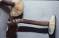 Lactarius lignyotus image