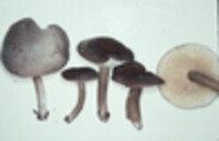 Lactarius lignyotus image