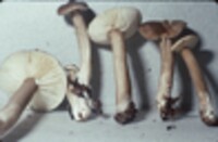 Lactarius lignyotus var. canadensis image