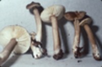 Lactarius lignyotus var. canadensis image