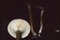 Lactarius lignyotus var. lignyotus image