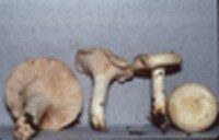 Lactarius maculatipes image