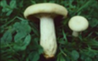 Lactarius maculatipes image