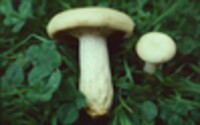 Lactarius maculatipes image