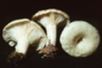 Lactarius maculatipes image