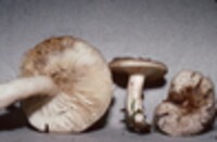 Lactarius mucidus image