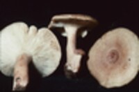 Lactarius mutabilis image