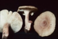 Lactarius mutabilis image