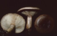 Lactarius mucidus var. fuscogriseus image