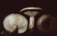 Lactarius mucidus image