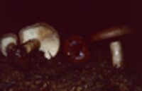 Lactarius mucidus image