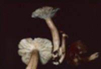 Lactarius mucidus image