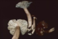 Lactarius mucidus image