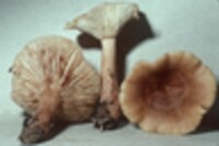 Lactarius mutabilis image