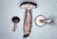 Lactarius mucidus image