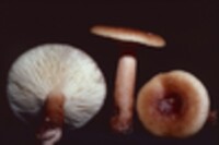 Lactarius mutabilis image