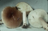 Lactarius mucidus image